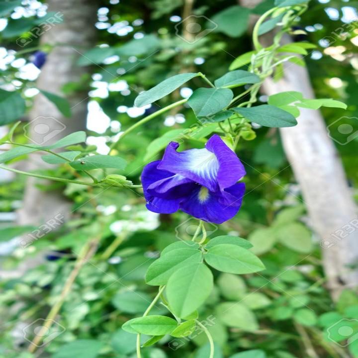 [HCM]Hạt giống bông biếc butterfly pea