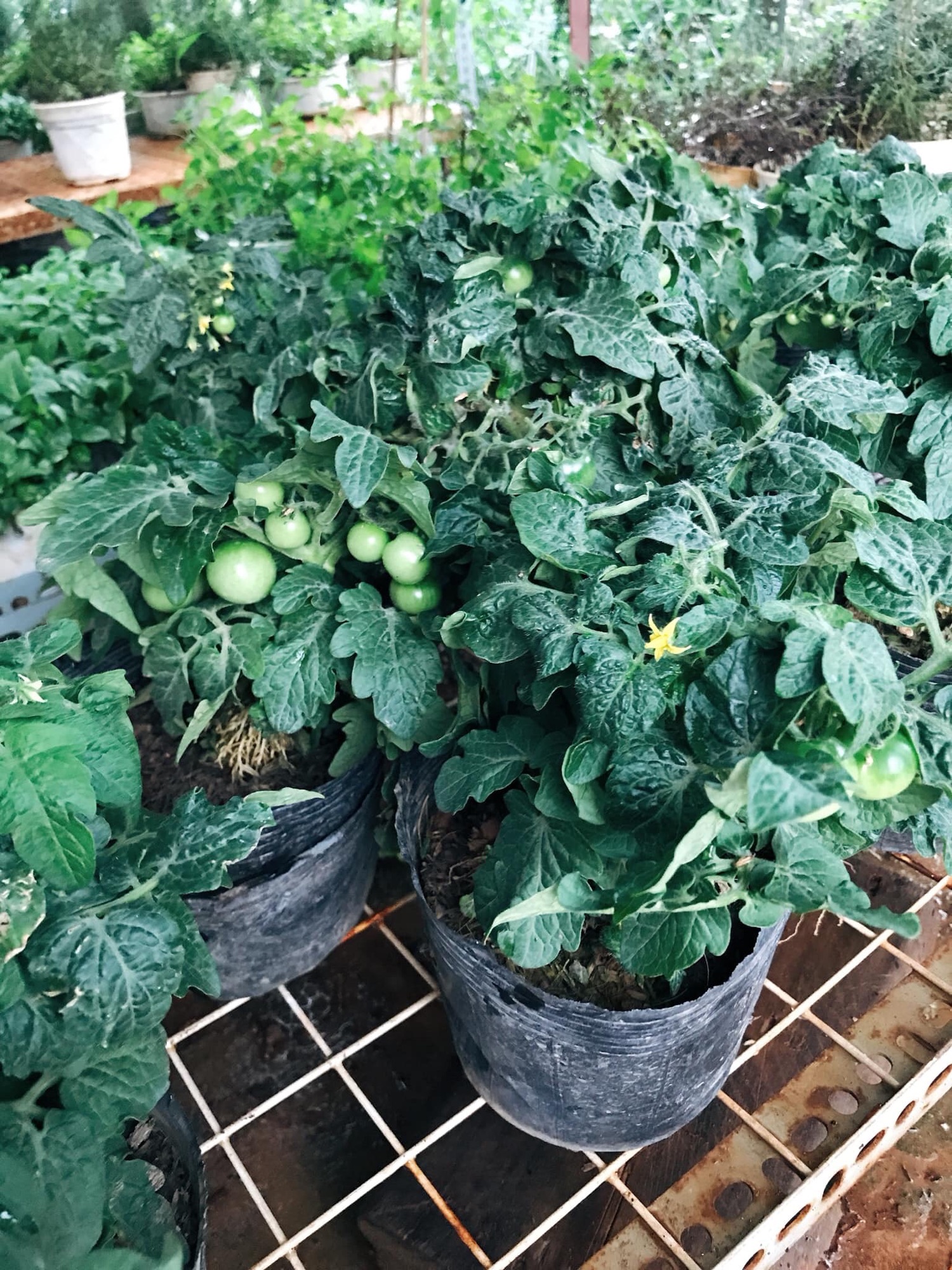 Cây giống cà chua bi