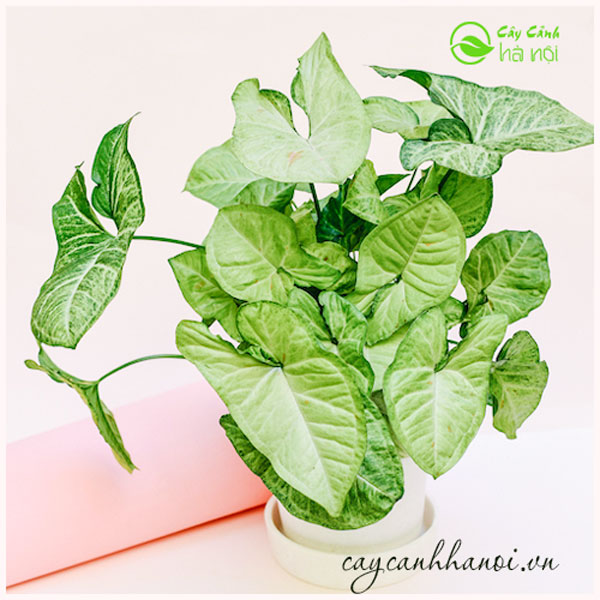 Cây Trầu Bà Trắng - Cây cảnh mini để bàn