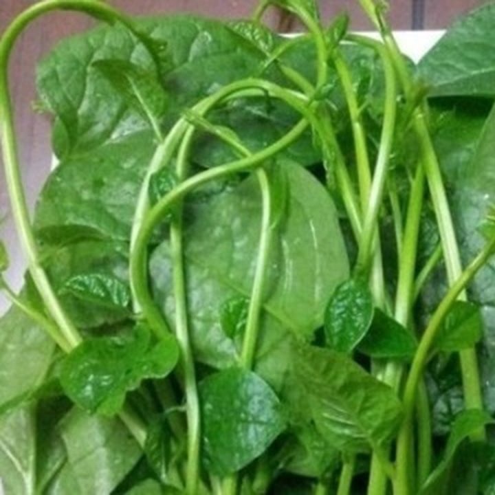Hạt giống mồng tơi gói 20gr