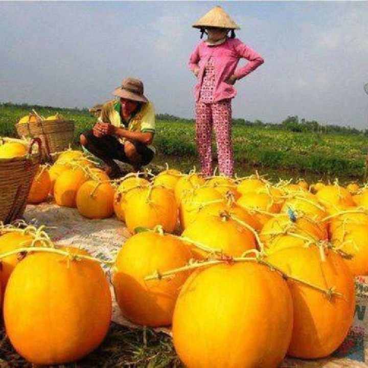 Hạt Giống Dưa Hấu Vàng Ruột Đỏ 10 Hạt