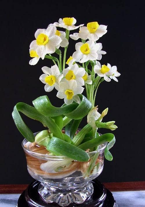 Củ hoa thủy tiên size nhỏ chu vi 15/16cm