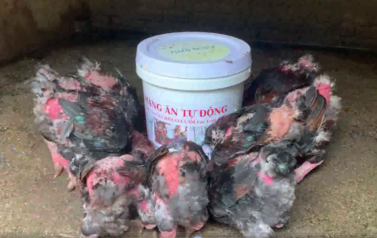 Máng ăn tự động cho Gà,Vịt,Ngan dùng hiệu quả nhất.