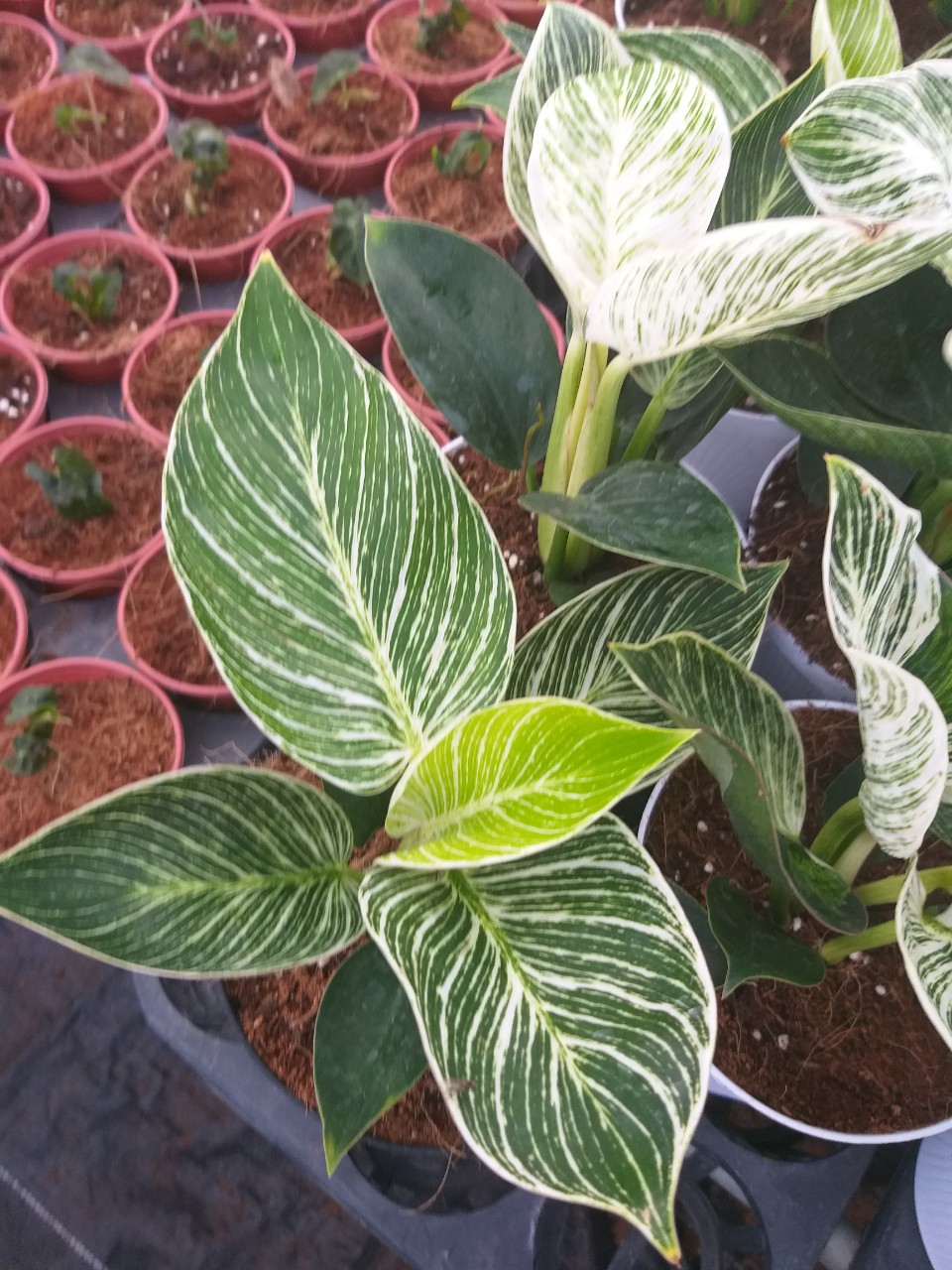 Cây đế vương Kim Cương- Philodendron birkin
