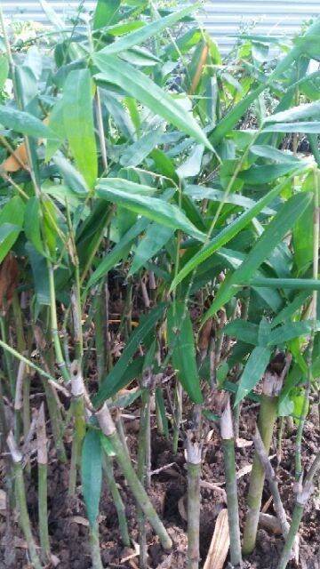 CÂY GIỐNG MĂNG BÁT ĐỘ