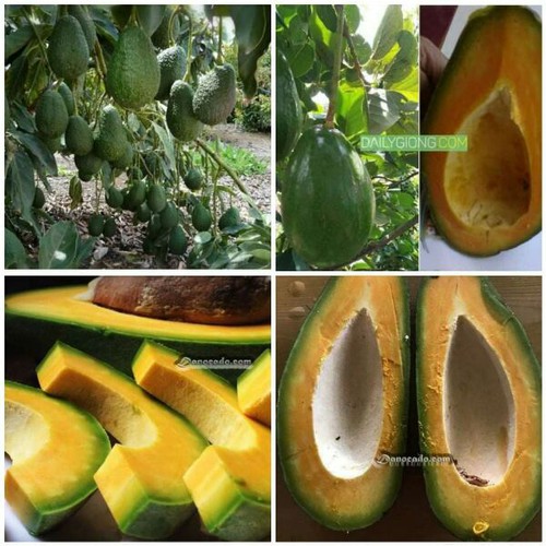 cây giống bơ pinkerton