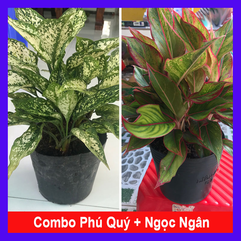 Combo phong thủy tiết kiệm mang đến tài lộc, may mắn, tiền tài, sung túc, thịnh vượng cho người trồng