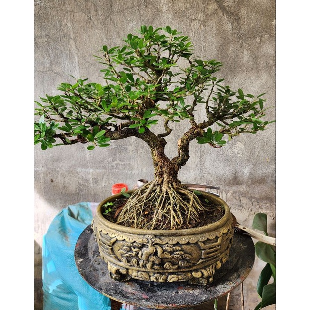 chậu ovan (elip) bonsai mini để bàn