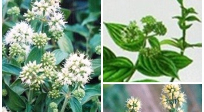 Cây dạ cẩm khô 500g GT312