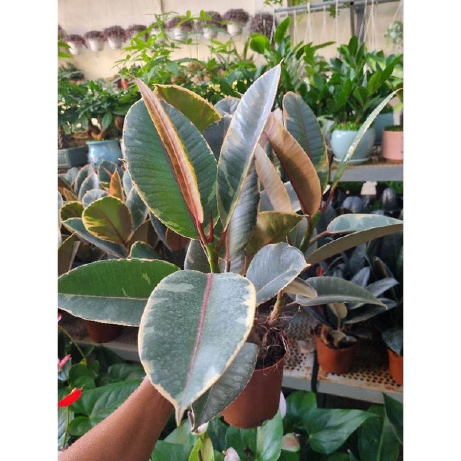 Cây đa cẩm thạch đỏ (chậu 3 thân)
