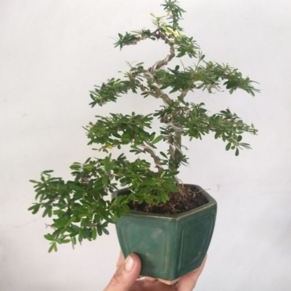 cây Linh Sam Bonsai mini