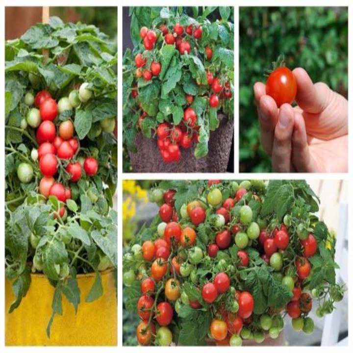 Gói 30 hạt giống cà chua cherry lùn đỏ