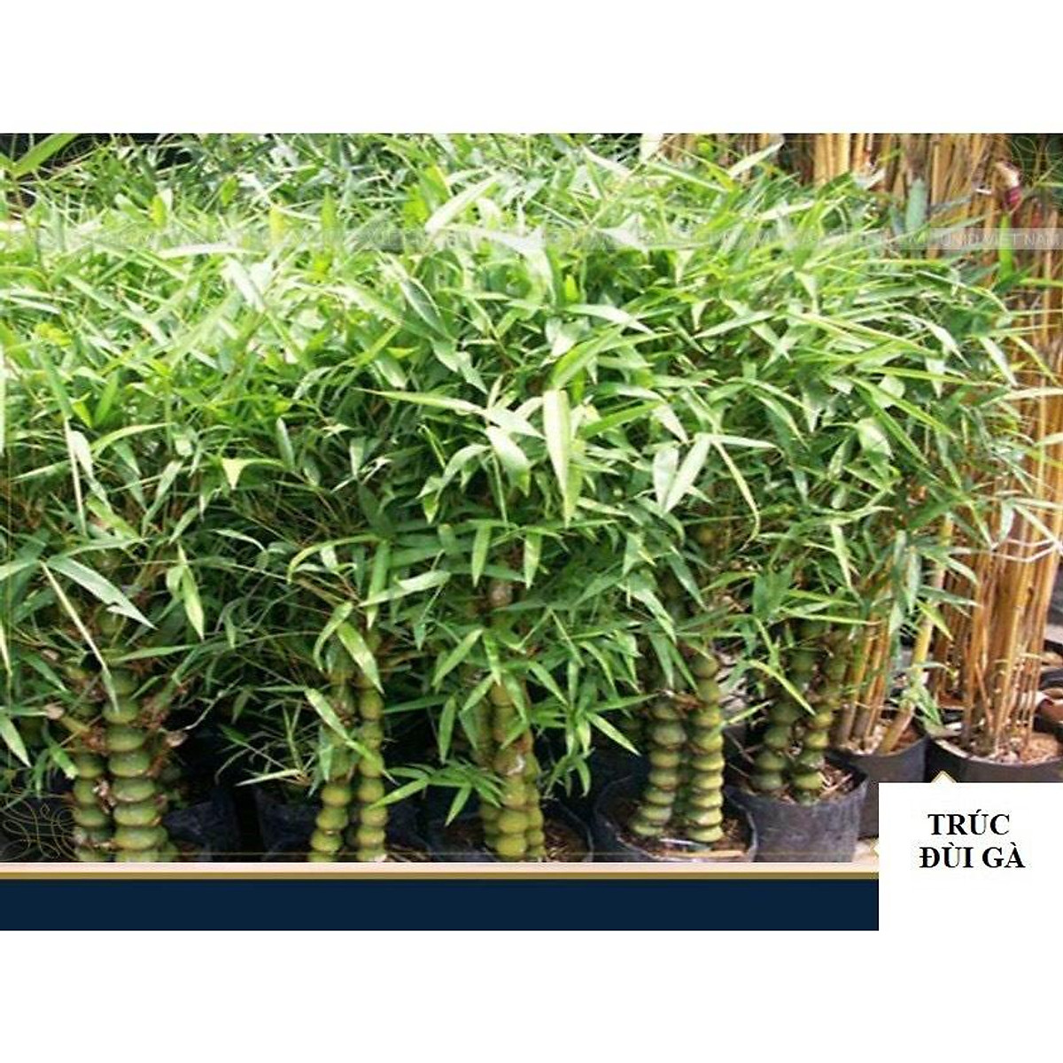 Cây trúc đùi gà -trúc quan âm - Cây tre kiểng mini - Cây tre đùi ếch