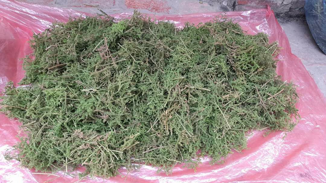 Cây thông đất khô (1kg)