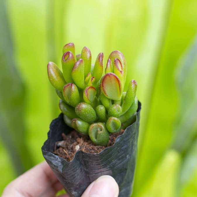 Sen đá ống điếu 3-5cm - Vườn sen đá
