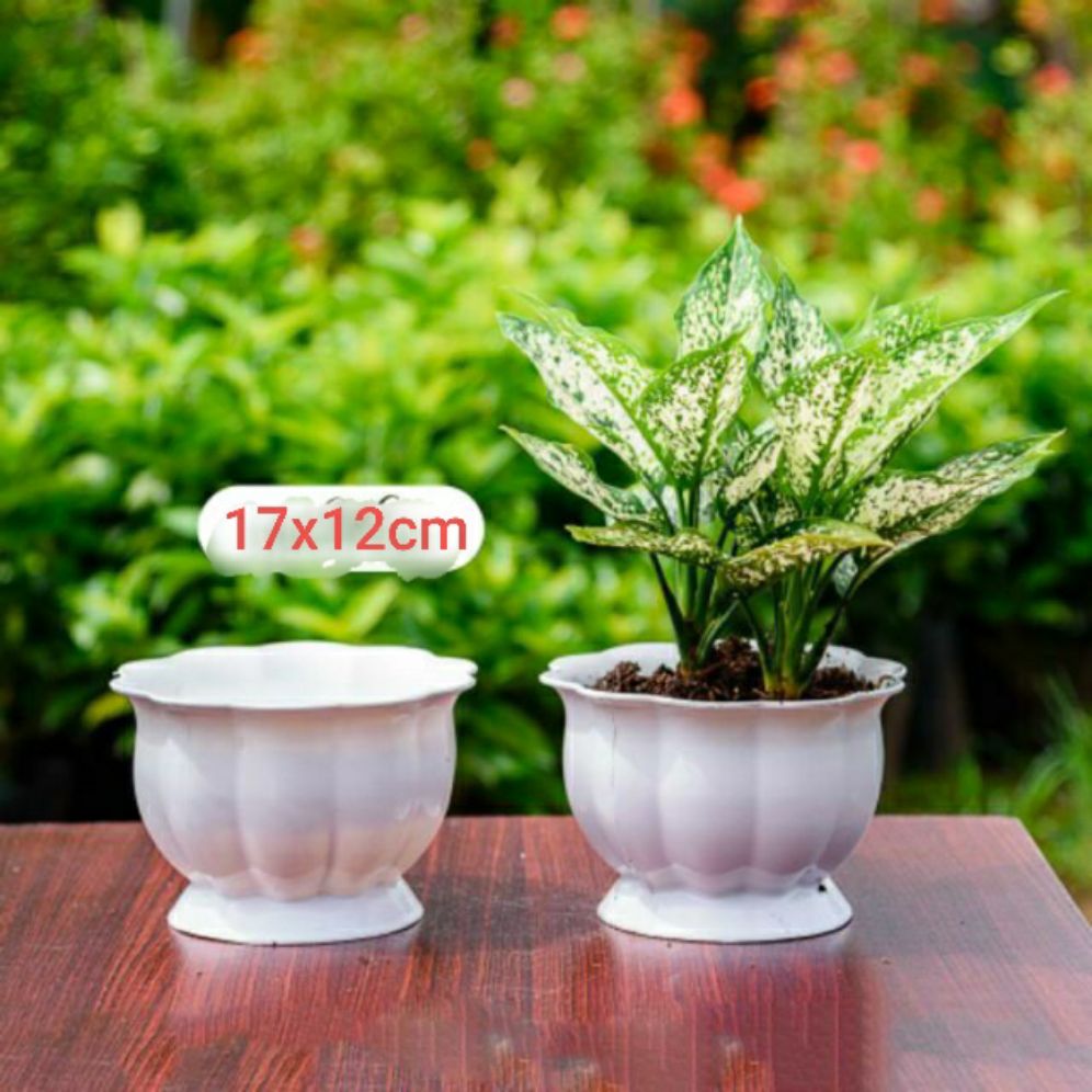 combo 2 chậu trái bí dễ thương