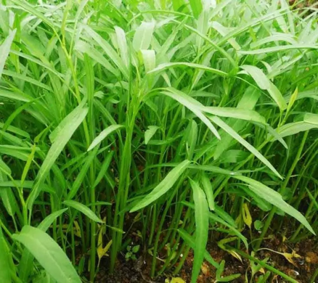 Hạt giống rau muống lá tre
