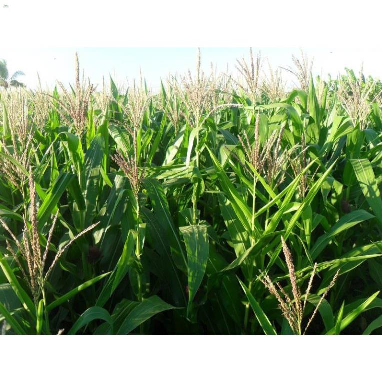Phân trùn quế LAVAMIX nguyên chất - 2kg