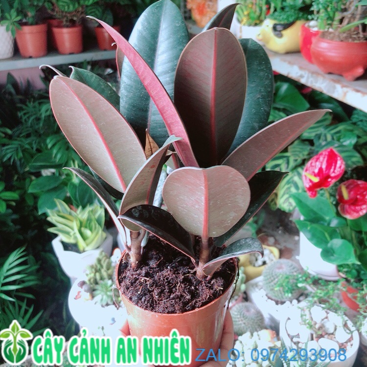 Cây búp đa đỏ