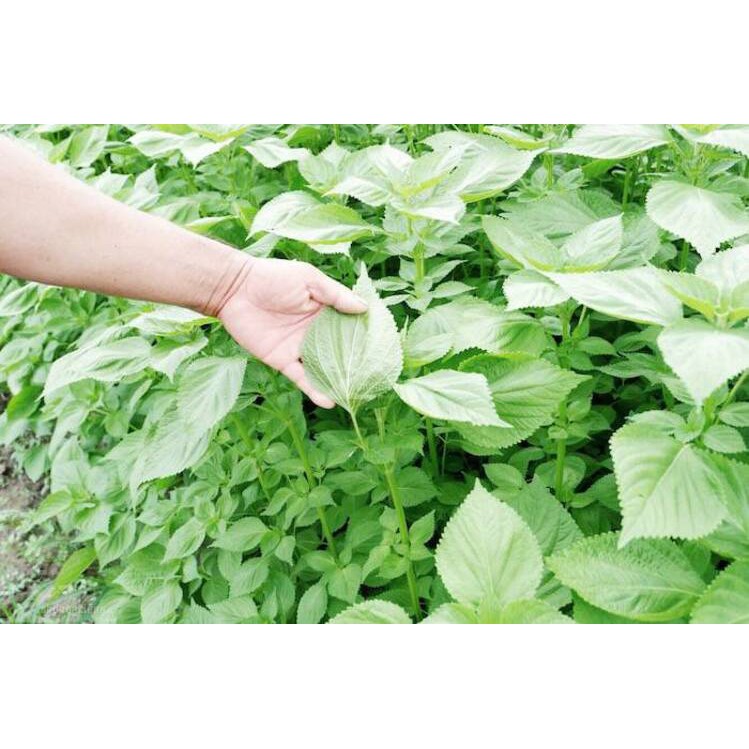 Hạt giống Mè Hàn Quốc 0.5gram