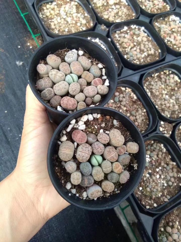 Mixed Live Stone (Lapis Lazuli) Seeds – 15 Seeds