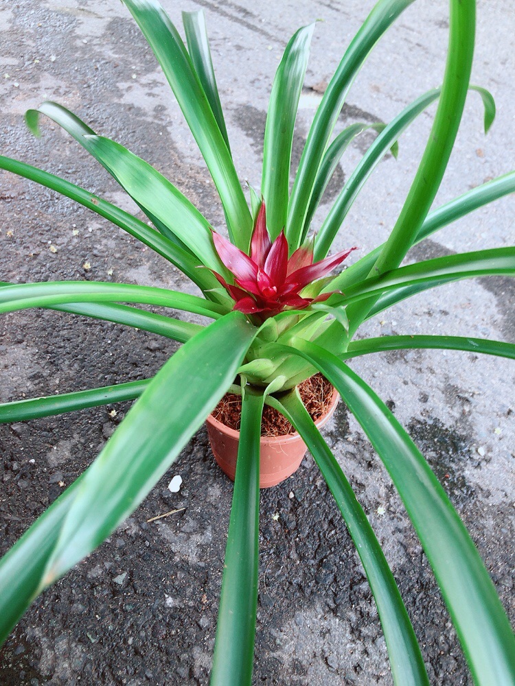 Cây Phát Lộc Hoa Màu Đỏ