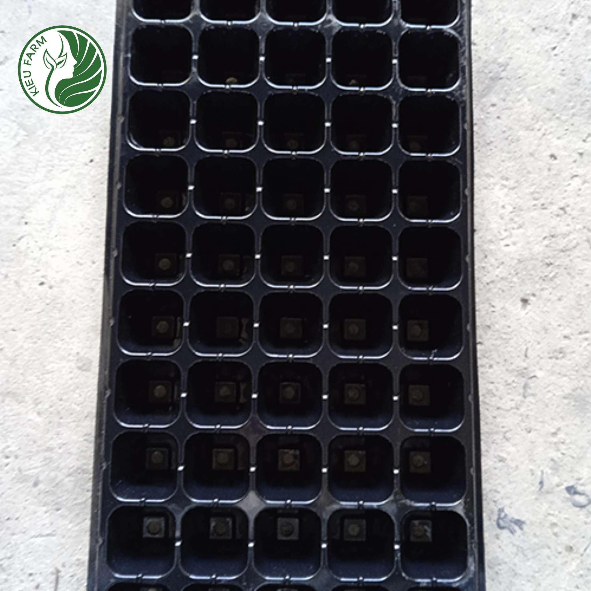 Combo 5 khay nhựa ươm hạt (loại 50 lỗ)