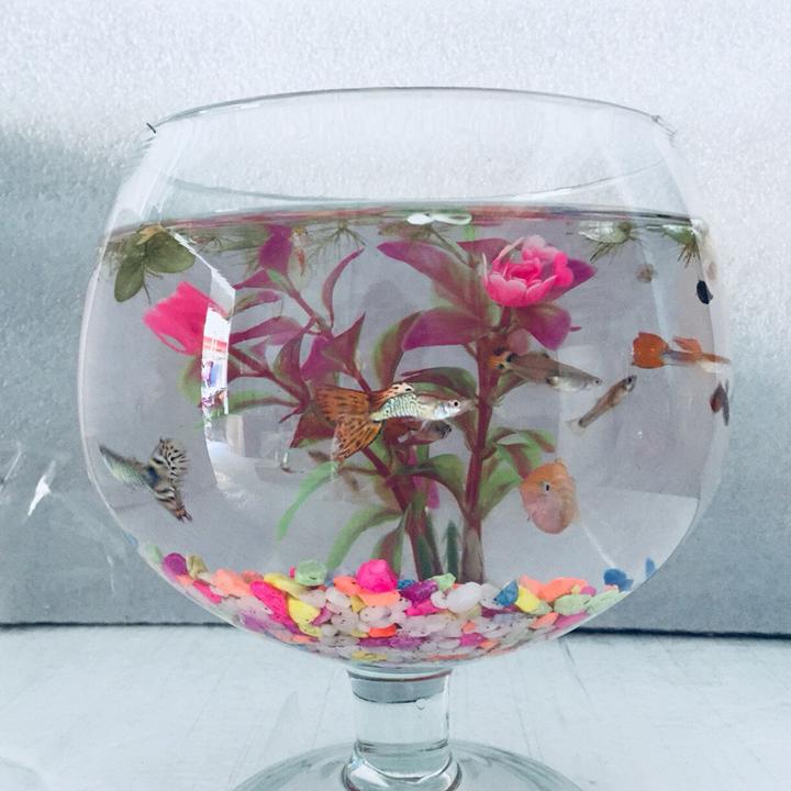 Bể cá mini để bàn LC - Tặng phụ kiện