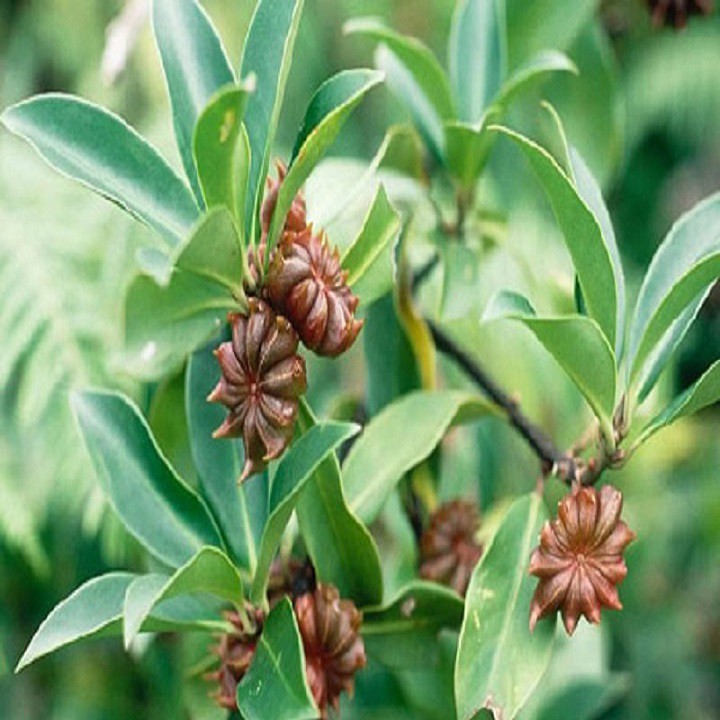 Cây giống cây hoa hồi