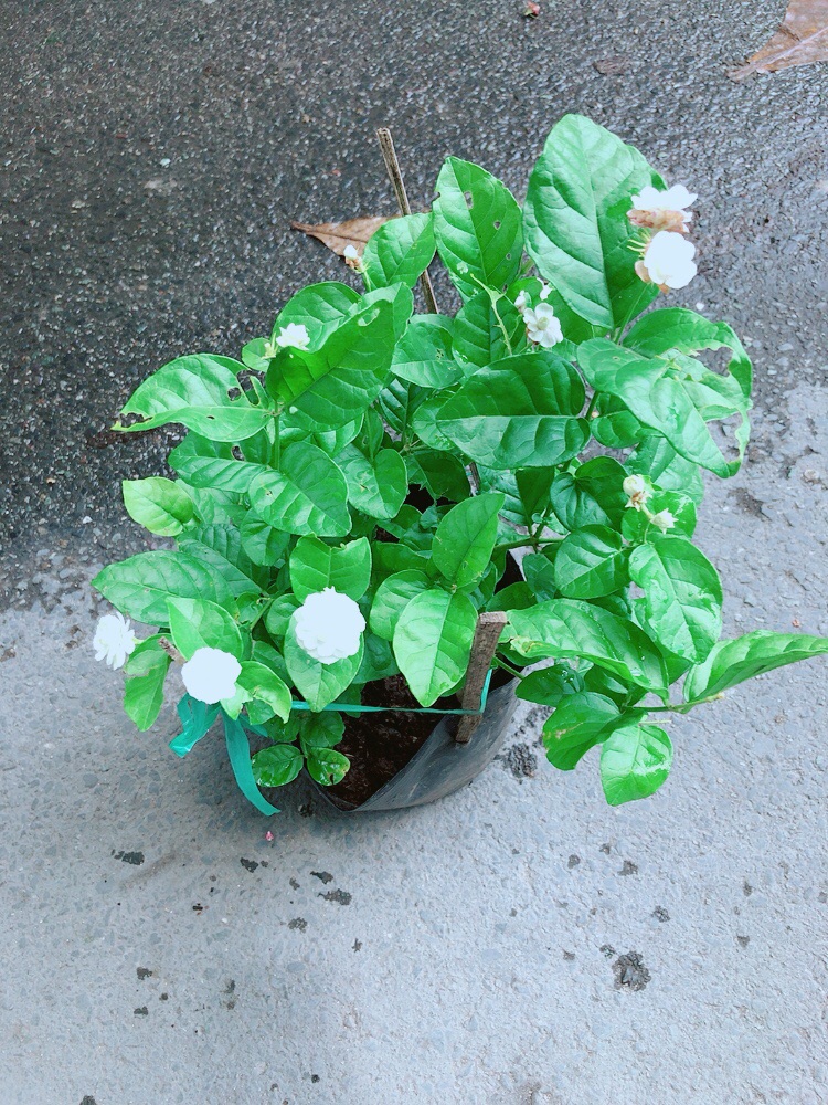 Hoa Nhài Thơm