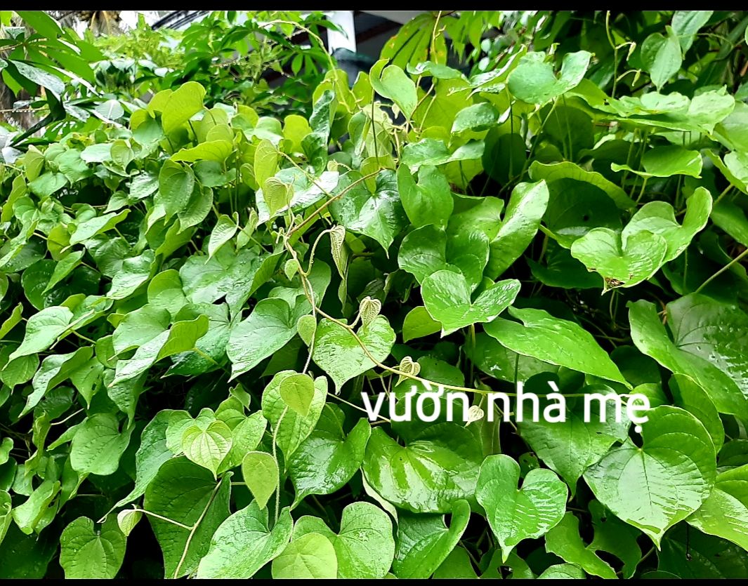 dây khoai từ cùi giống