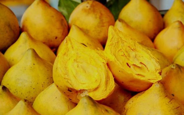 CÂY GIỐNG LÊKIMA ( CÂY TRỨNG GÀ )