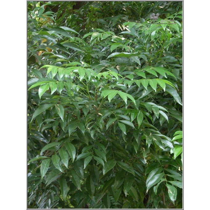 Cây Giống Mắc Mật [ MÓC MẬT ]. [ CÂY CAO 40 CM ] [GHN]