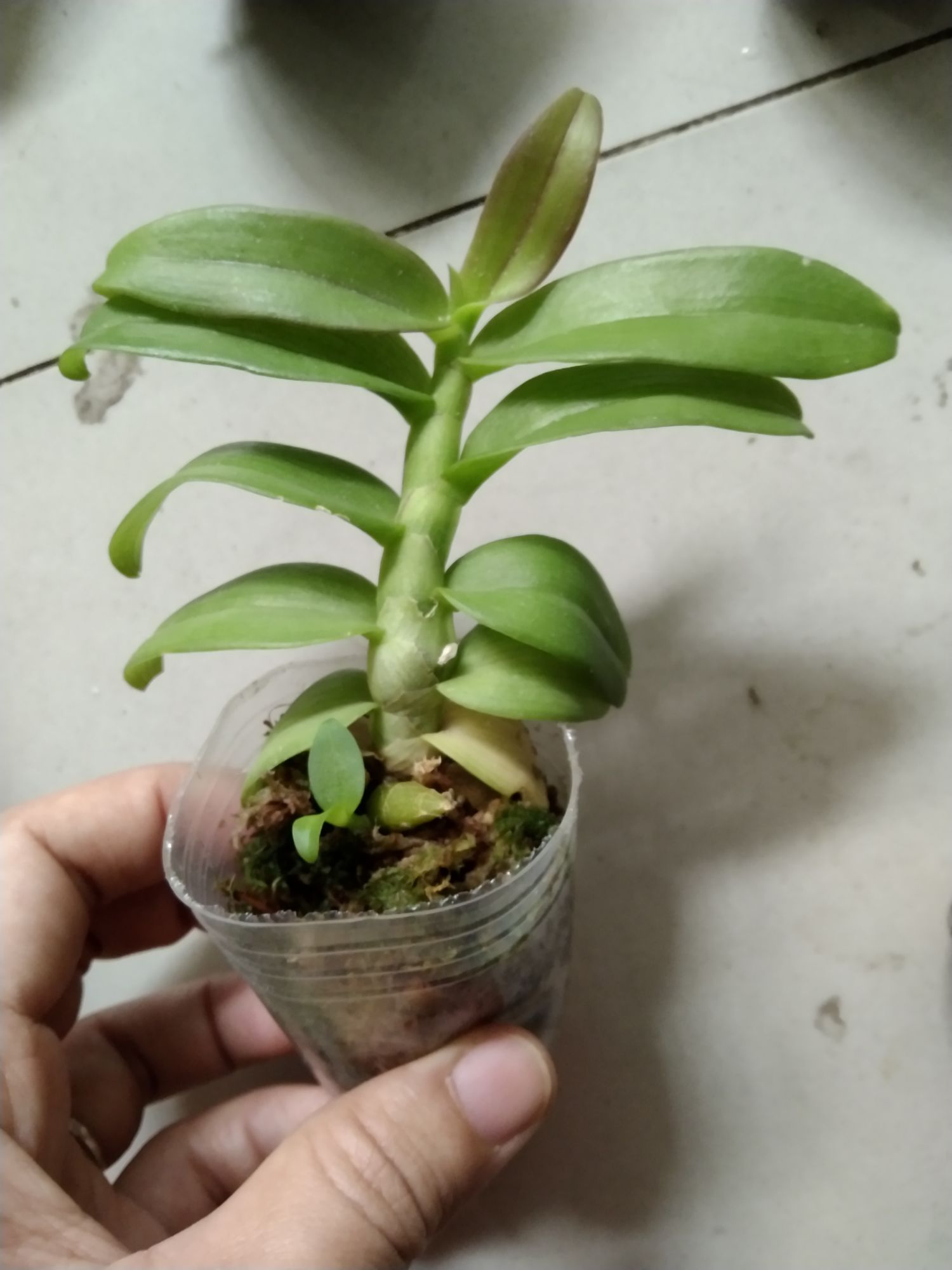 Trầm nù giống