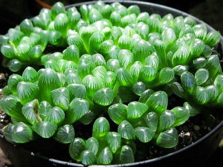 Sen đá ngọc - Sen đá kim cương - Cây để bàn dễ chăm sóc