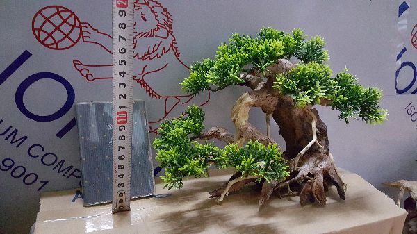 Lũa Bonsai- ngan25cm,cao 20cm