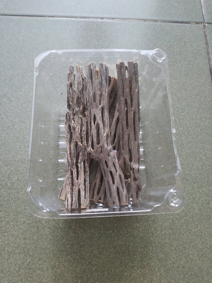 Lũa cholla (lũa xương rồng) trang trí hồ tép