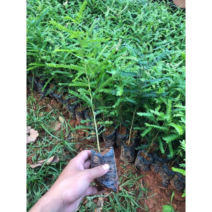 Cây giống bồ kết