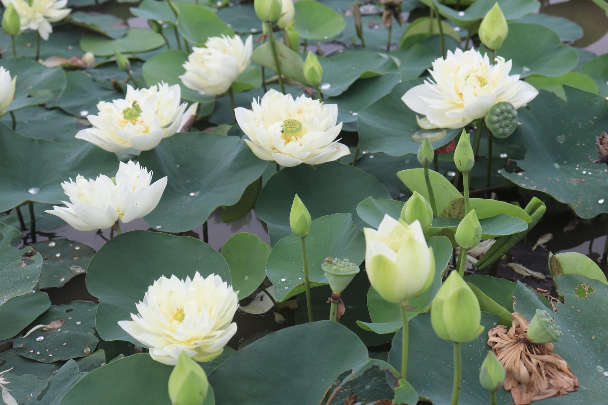 Củ Sen Thái Giống - Cho Hoa Sau 1 Tháng Trồng