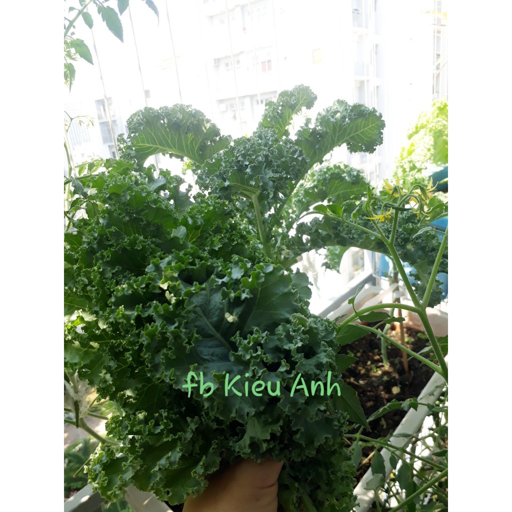 [HCM]Hạt giống Cải xoăn KALE đóng gói 2gr