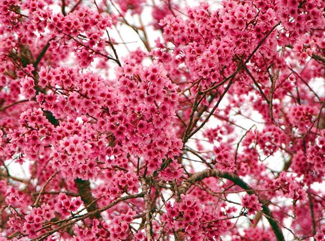 CÂY GIỐNG HOA MAI ANH ĐÀO NHẬT BẢN