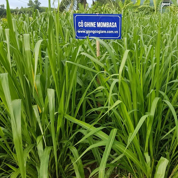 hạt giống cỏ ghine mombasa (cỏ xả lá lớn)