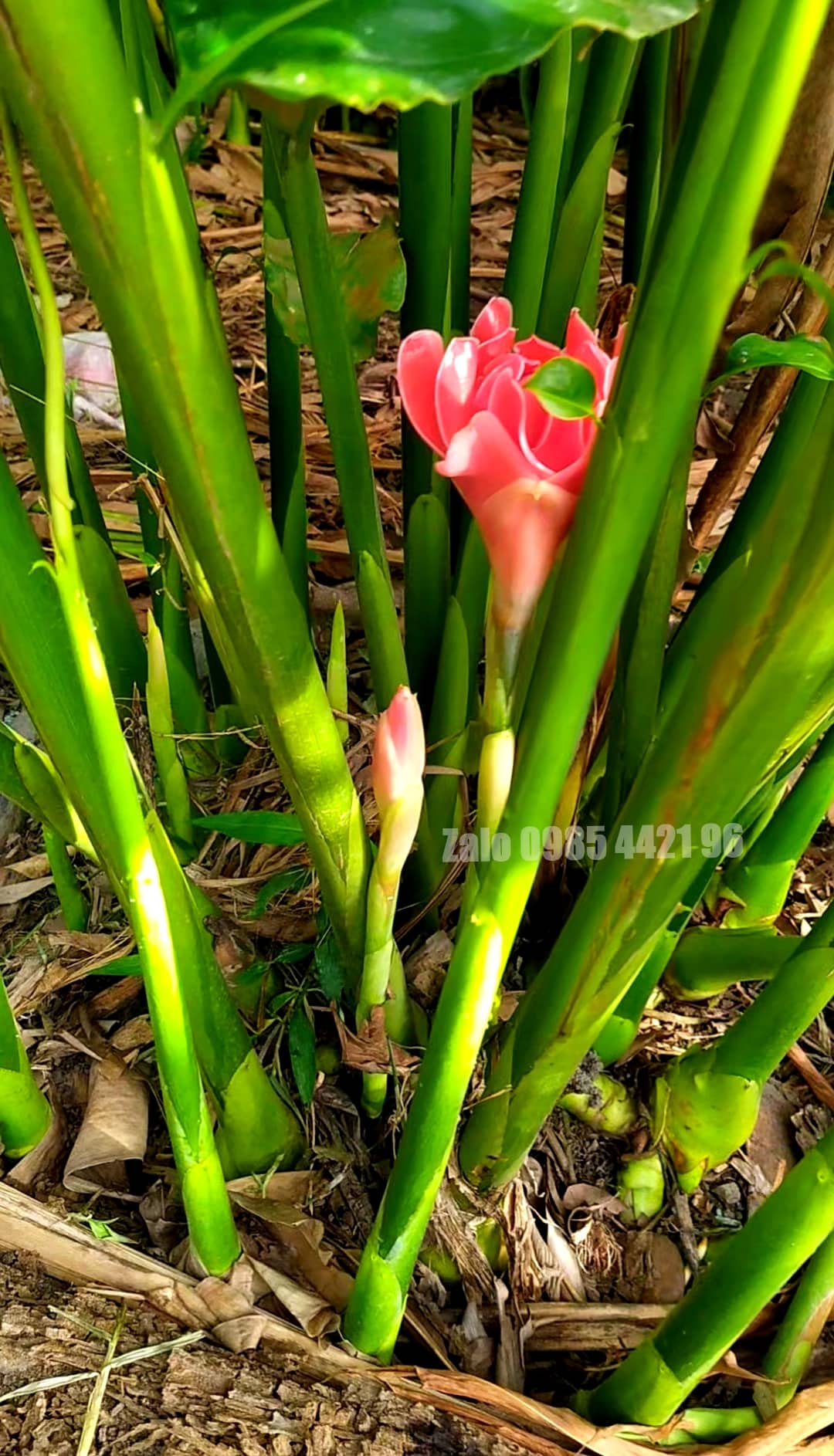 Combo 2 Củ Giống Hoa Sen Đa Lộc - hoa sen đất (củ giao TT như hình 2)
