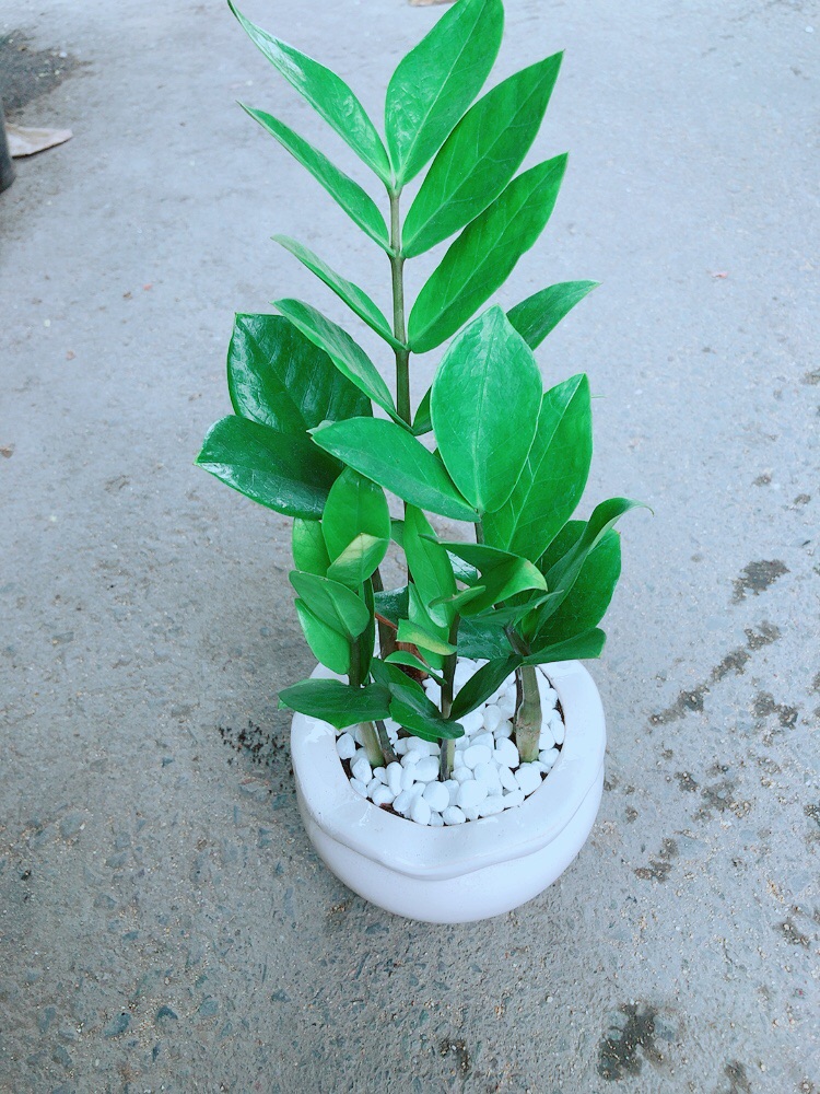 [HCM]Chậu Kim Tiền Thái