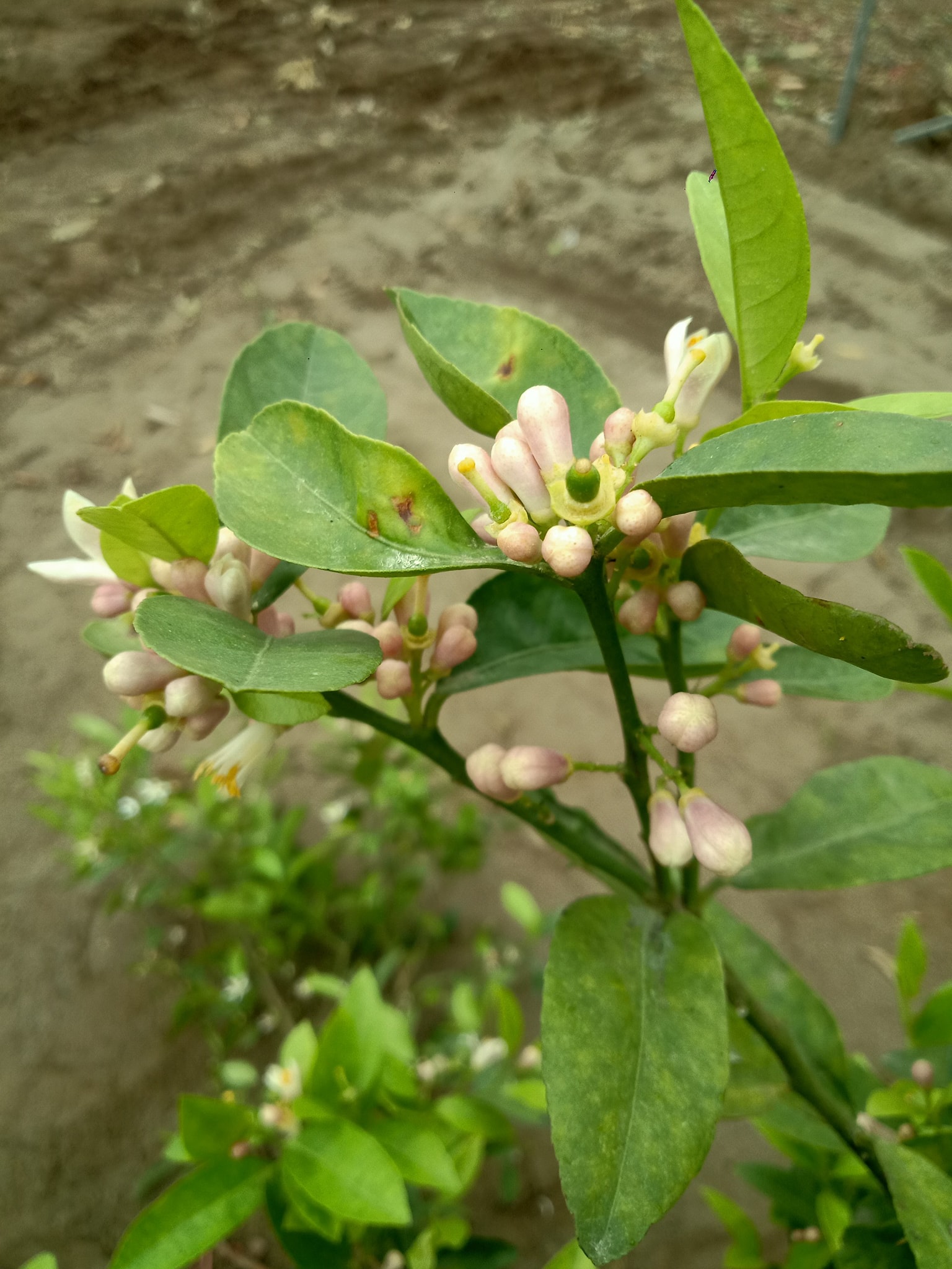 Cây Giống Chanh bắc (siêu sớm có bảo hành)