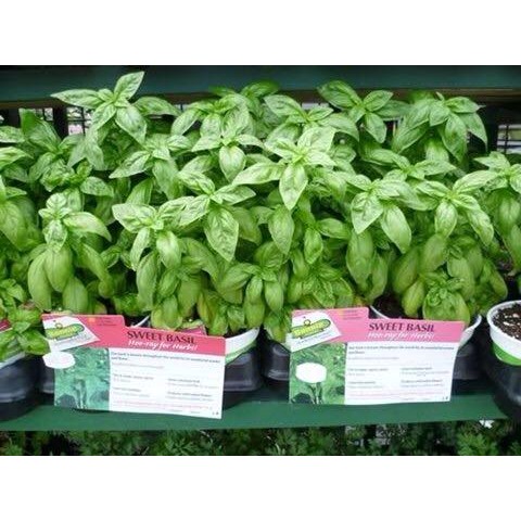 Hạt Giống Basil Xanh