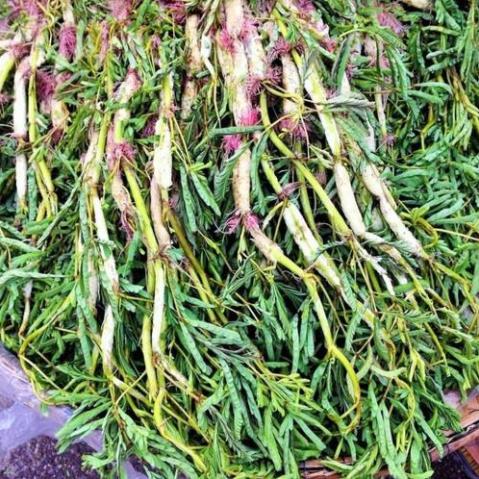 Hạt giống Rau Nhúc - Gói 1 gram ( Rau Nhút )