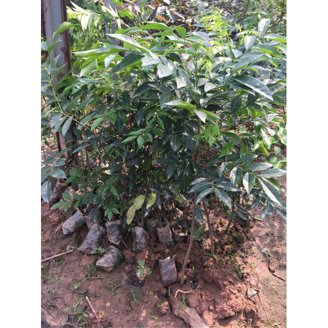 2 Cây Móc Mật Giống