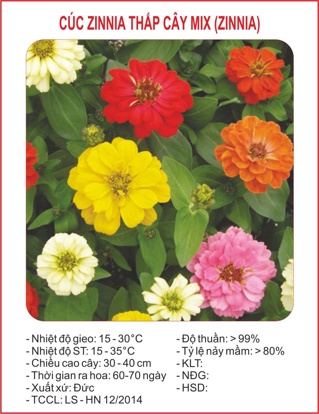 Hạt giống hoa cúc zinnia thấp cây 50 hạt