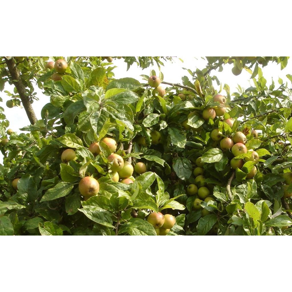 cây táo mèo rừng giống (cây sơn tra)